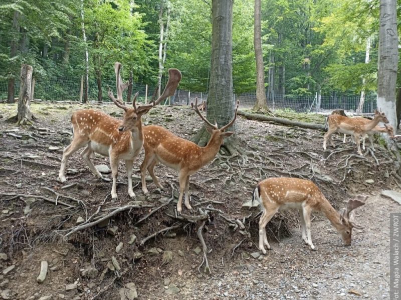 BESKID ŚLĄSKI USTROŃ WISŁA